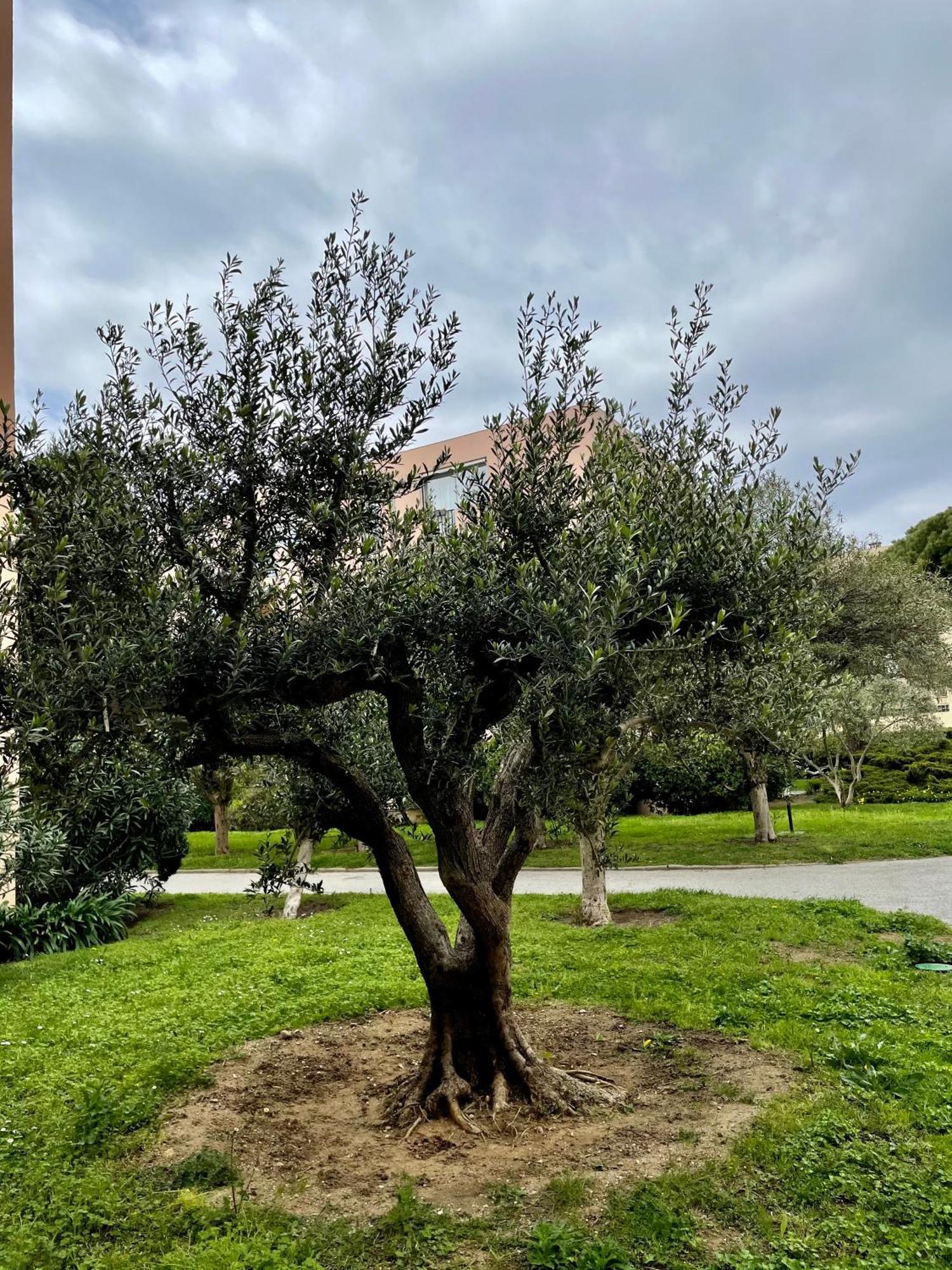 Appartement Saint Tropez Eksteriør bilde